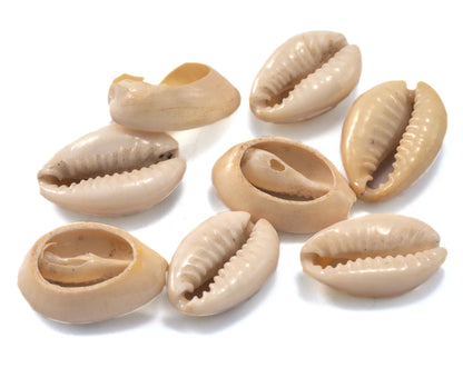 Cowrie shell, Sea shell natural, shell beads seashells pendant spacer (17mm - 24mm) 2321