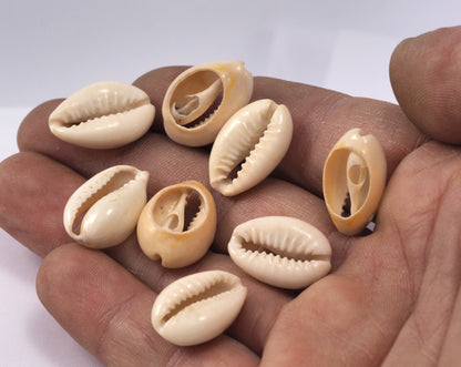 Cowrie shell, Sea shell natural, shell beads seashells pendant spacer (17mm - 24mm) 2321