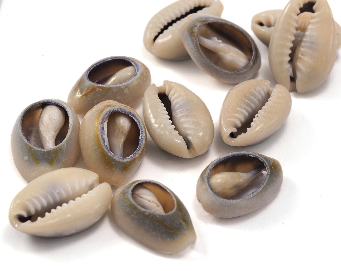 Cowrie shell, Sea shell natural, shell beads seashells pendant spacer (14mm - 19mm) 2320