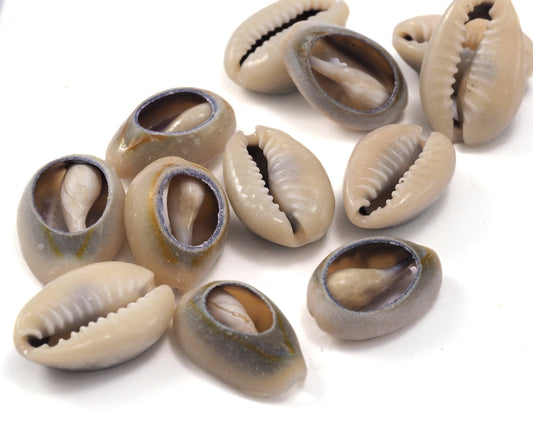 Cowrie shell, Sea shell natural, shell beads seashells pendant spacer (17mm - 24mm) 2320