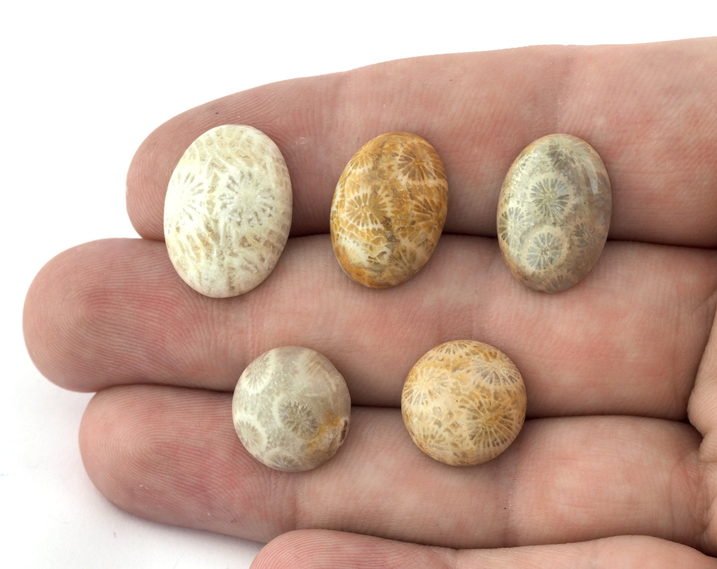 Coral Fossil Round -Oval Dome Cabochon 15x20mm 13x18mm 14mm