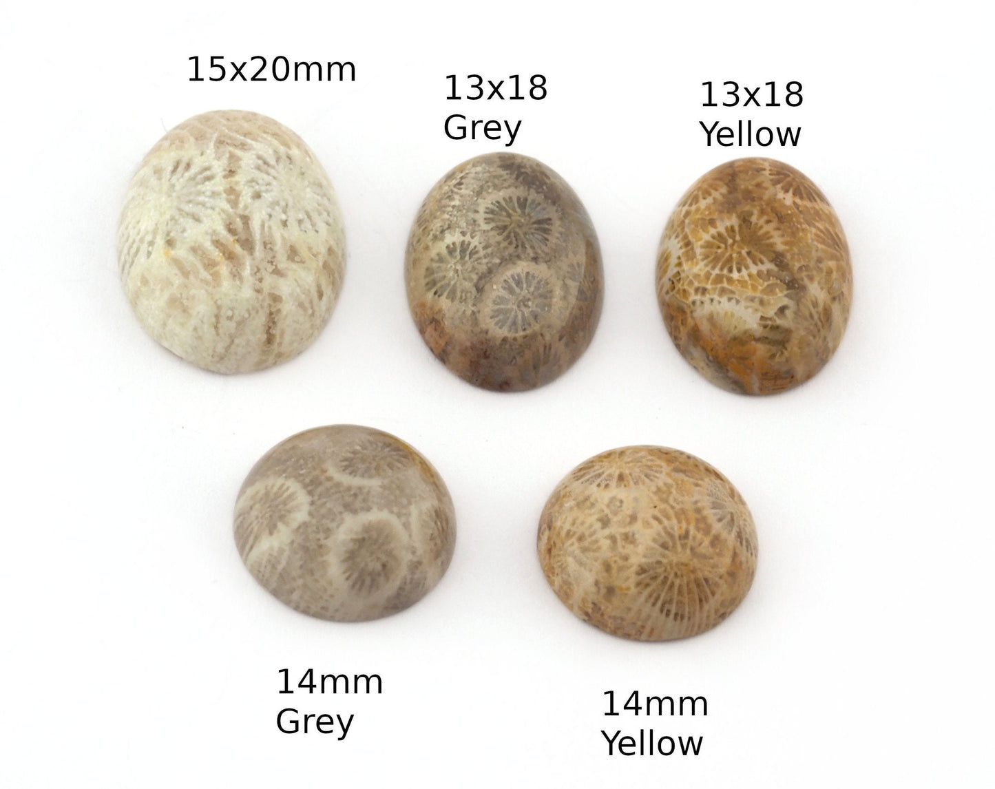 Coral Fossil Round -Oval Dome Cabochon 15x20mm 13x18mm 14mm