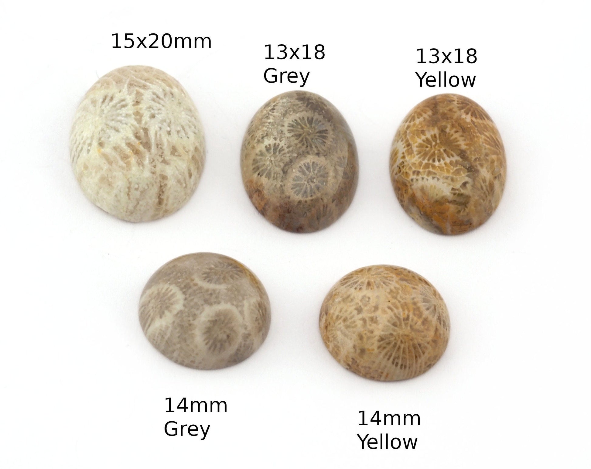 Coral Fossil Round -Oval Dome Cabochon 15x20mm 13x18mm 14mm