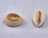 Cowrie shell, Sea shell natural, shell beads seashells  pendant  spacer (17mm - 24mm) 2321