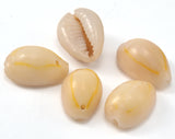 Cowrie shell, Sea shell natural, shell beads seashells  pendant  spacer (13mm - 17mm) 2318